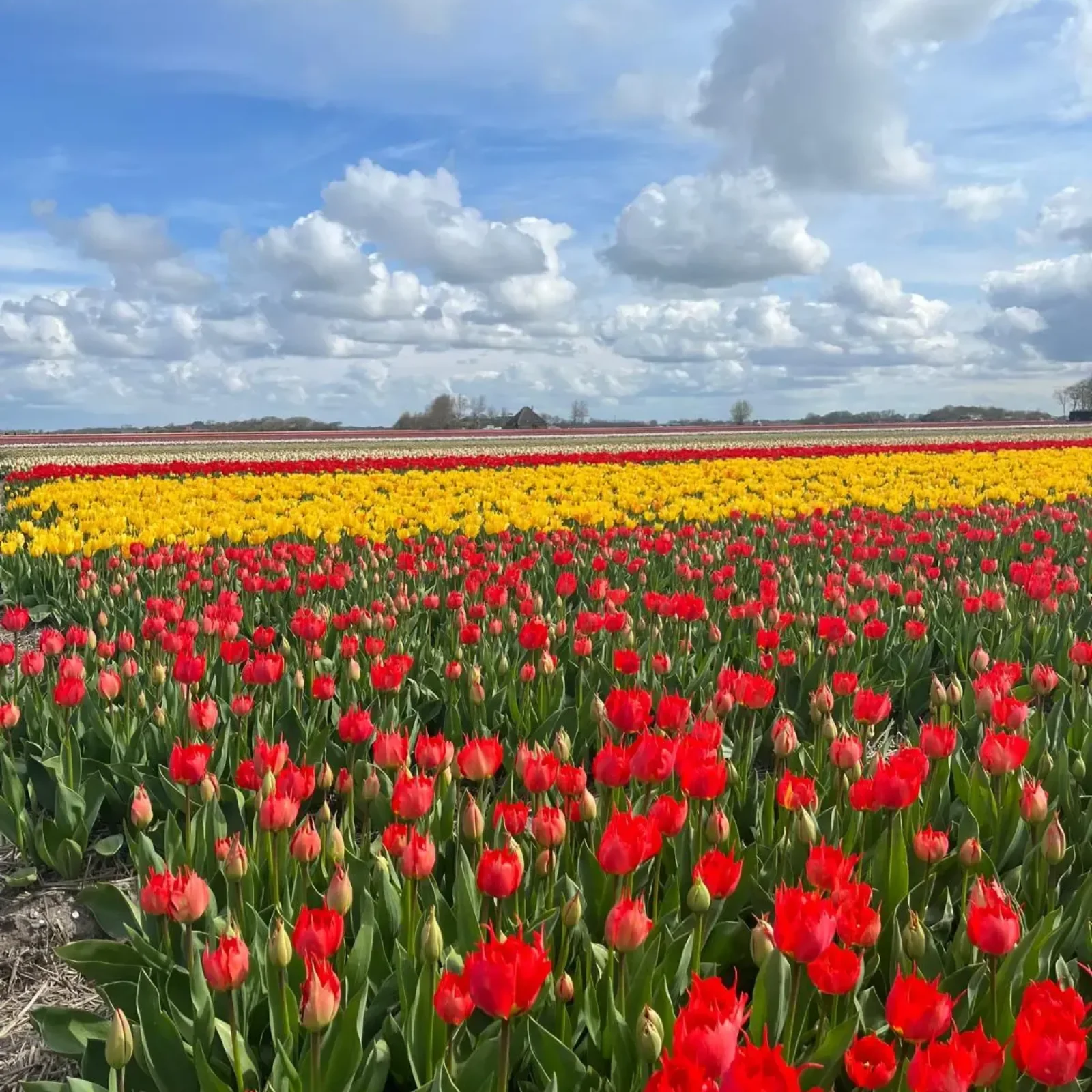 Tulip fields in the Netherlands
