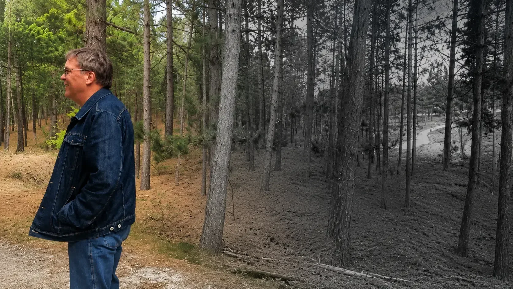 Martin in a forest